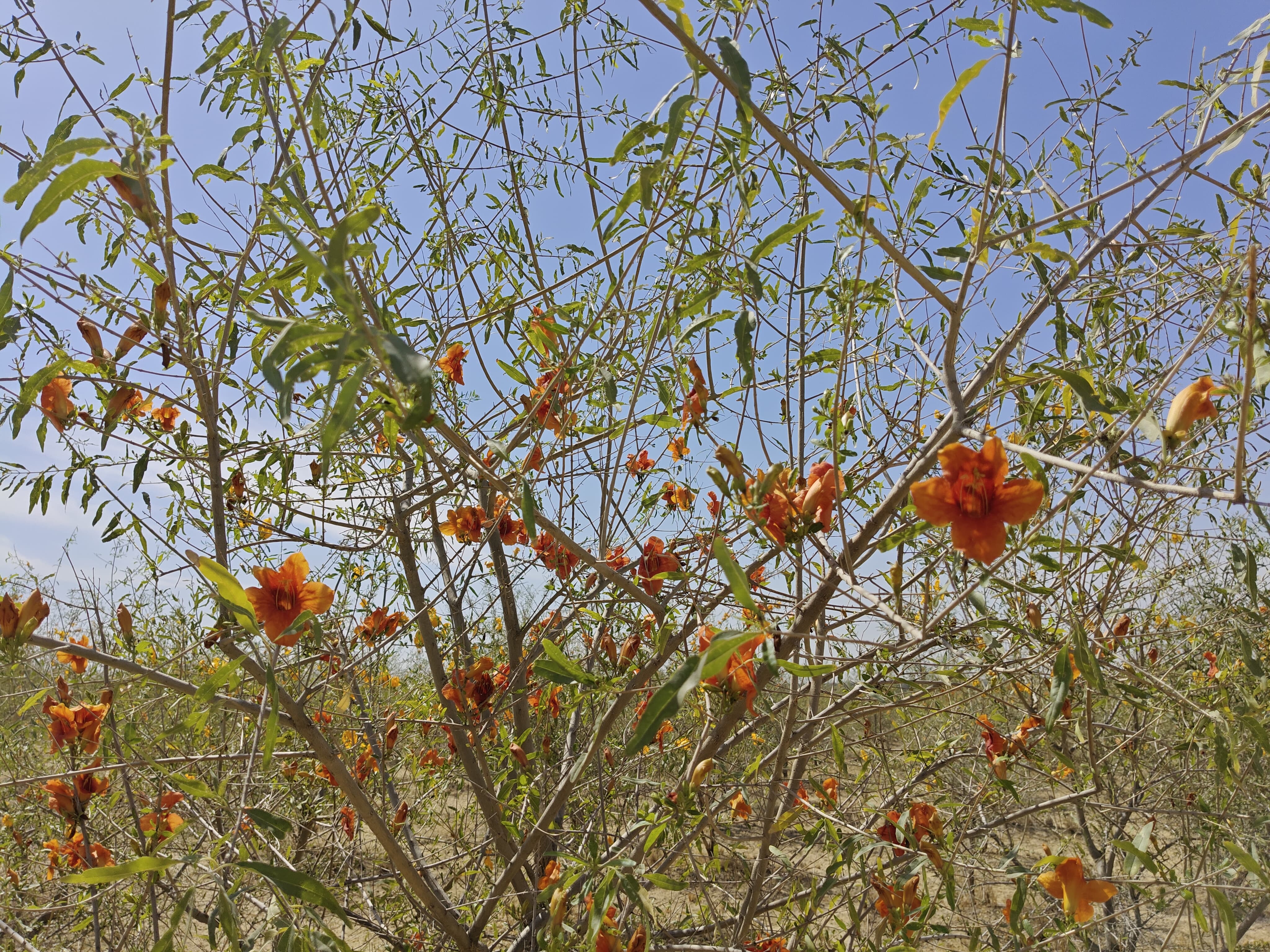 Compensatory Afforestation